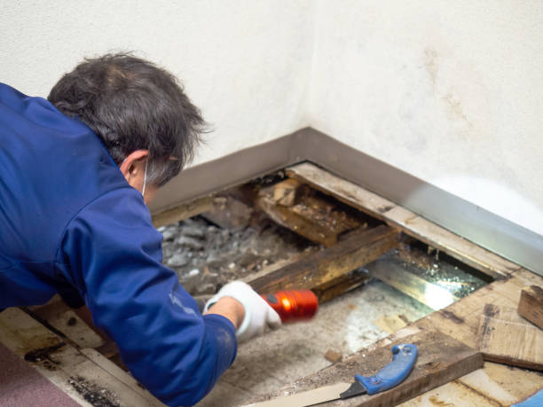 Best Fast Mold Removal  in Morrisonvle, IL