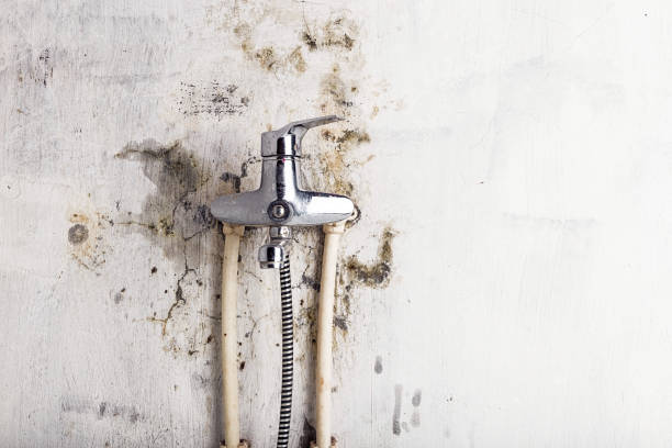 Best Mold Remediation Services  in Morrisonvle, IL