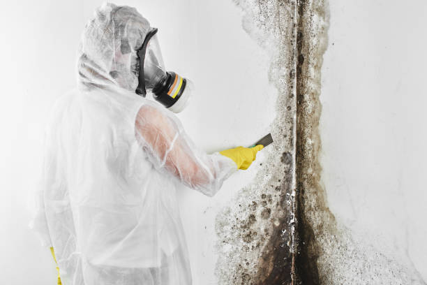 Best Mold Removal Company Near Me  in Morrisonvle, IL