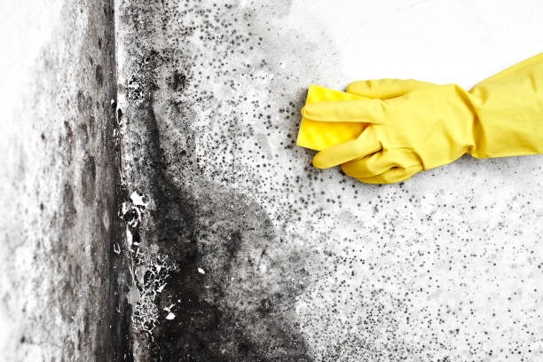 Best Crawl Space Mold Removal  in Morrisonvle, IL