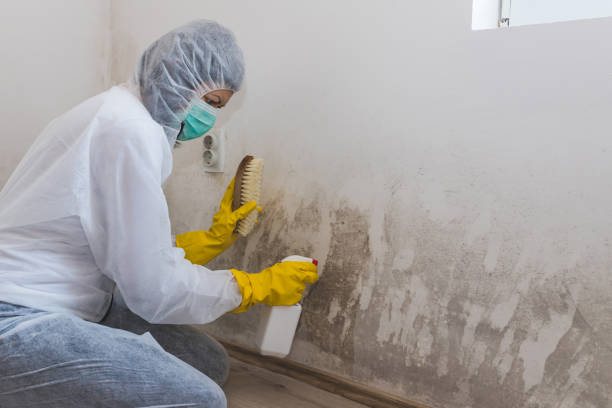 Best Mold Removal Company Near Me  in Morrisonvle, IL