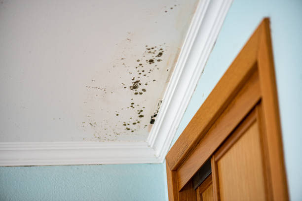 Best Residential Mold Removal  in Morrisonvle, IL