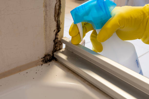 Best Attic Mold Removal  in Morrisonvle, IL