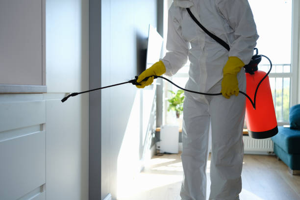 Best Mold Remediation  in Morrisonvle, IL