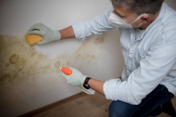 Best Professional Mold Removal  in Morrisonvle, IL