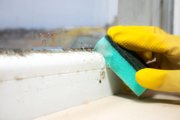Best Black Mold Removal  in Morrisonvle, IL
