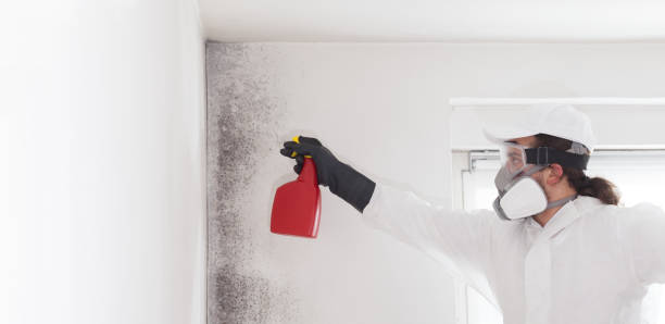 Best Black Mold Removal  in Morrisonvle, IL