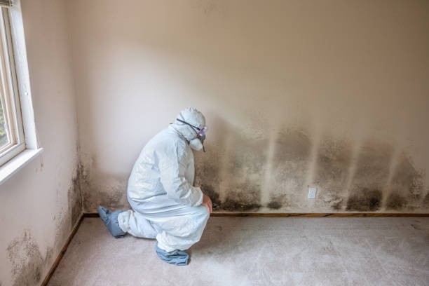 Crawl Space Mold Removal in Morrisonville, IL