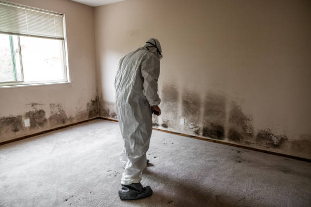 Best Attic Mold Removal  in Morrisonvle, IL