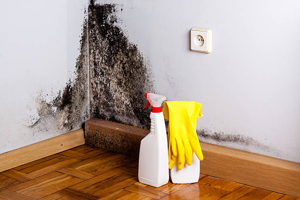 Best Mold Testing  in Morrisonvle, IL