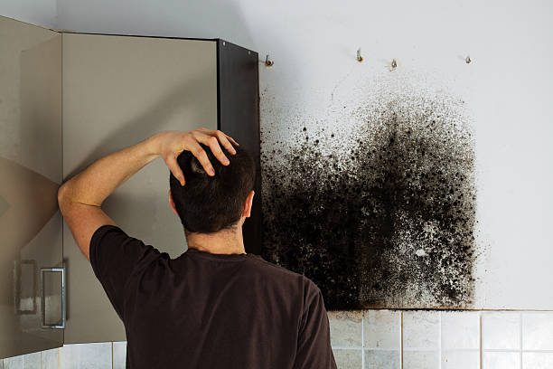 Best Affordable Mold Removal  in Morrisonvle, IL