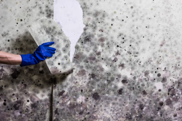 Best Home Mold Removal  in Morrisonvle, IL