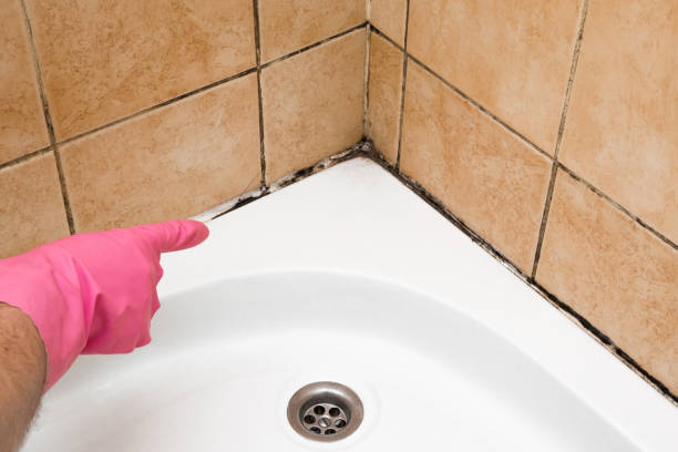 Best Best Mold Removal Companies  in Morrisonvle, IL